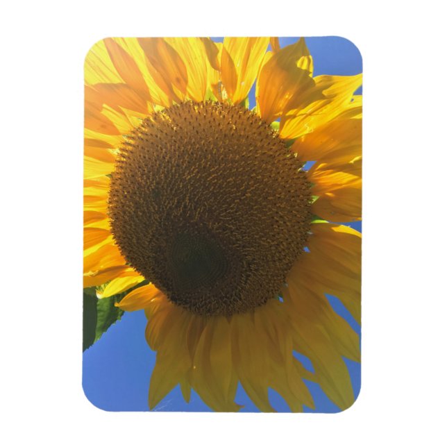 Unter einer Sonnenblume Magnet (Vertikal)
