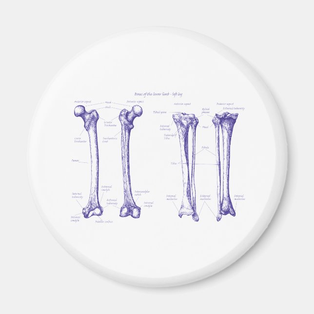Unteres Limb Blau Magnet (Vorne)