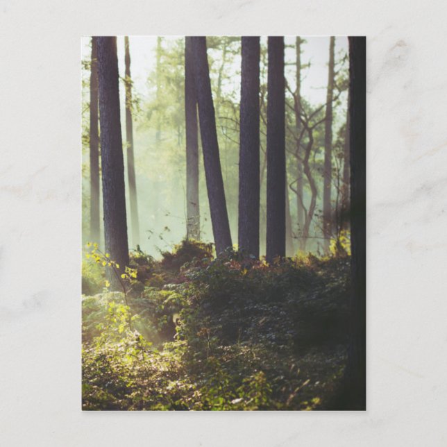 Unterpinsel im Wald Postkarte (Vorderseite)