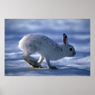 Unterschied-Hasen/Snowshoe-Kaninchen, das über Poster