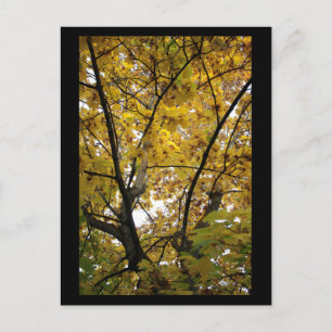 Unterseite der Gelben Blätter im Herbst Mini Print Postkarte