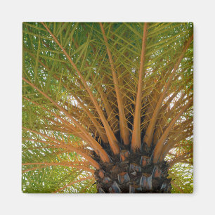 Unterseite einer Palme Magnet