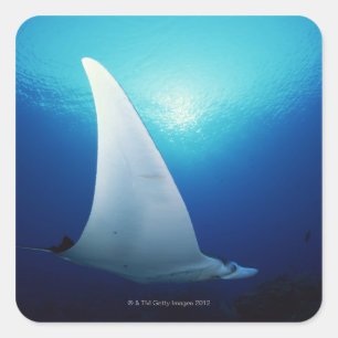 Unterseite eines Mantarochen Quadratischer Aufkleber