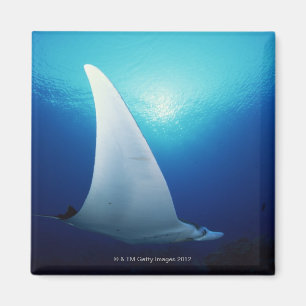 Unterseite eines Mantarochens Magnet