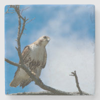 Untersetzer auf der Jagd auf den Marmorstein