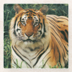Untersetzer aus Glas/Tiger