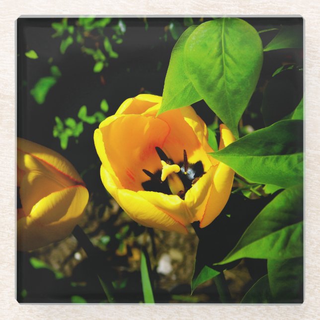 Untersetzer aus Tulip (Vorderseite)