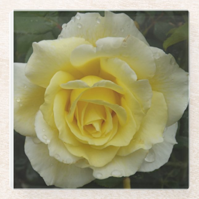 Untersetzer aus Weißrosenglas (Vorderseite)