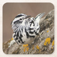Untersetzer "Black and White Warbler Drink"