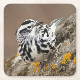 Untersetzer "Black and White Warbler Drink"