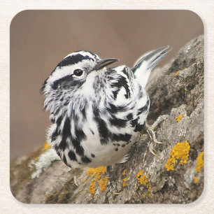 Untersetzer "Black and White Warbler Drink"