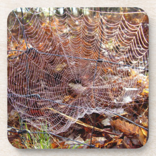 Untersetzer der europäischen Gartenspinne
