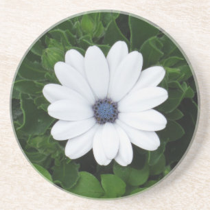 Untersetzer der weißen Blume