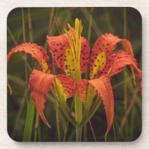 Untersetzer "Florida Lily", Set von 6