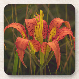 Untersetzer "Florida Lily", Set von 6