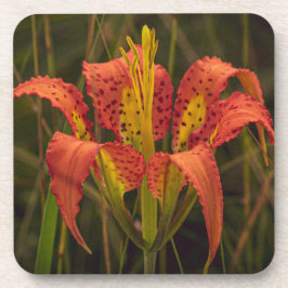 Untersetzer "Florida Lily", Set von 6