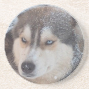 Untersetzer Husky