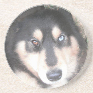 Untersetzer Husky Ein blaues Auge ein braunes Auge