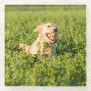 Untersetzer mit dem Bild des Goldenen Retriever