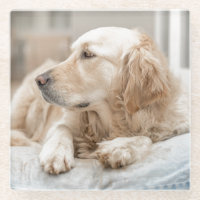 Untersetzer mit Portrait des Goldenen Retriever