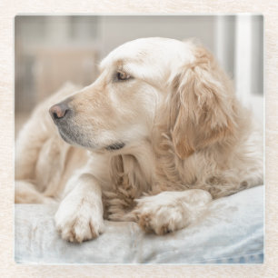Untersetzer mit Porträt von Golden Retriever