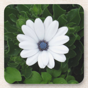 Untersetzer mit weißer Blume