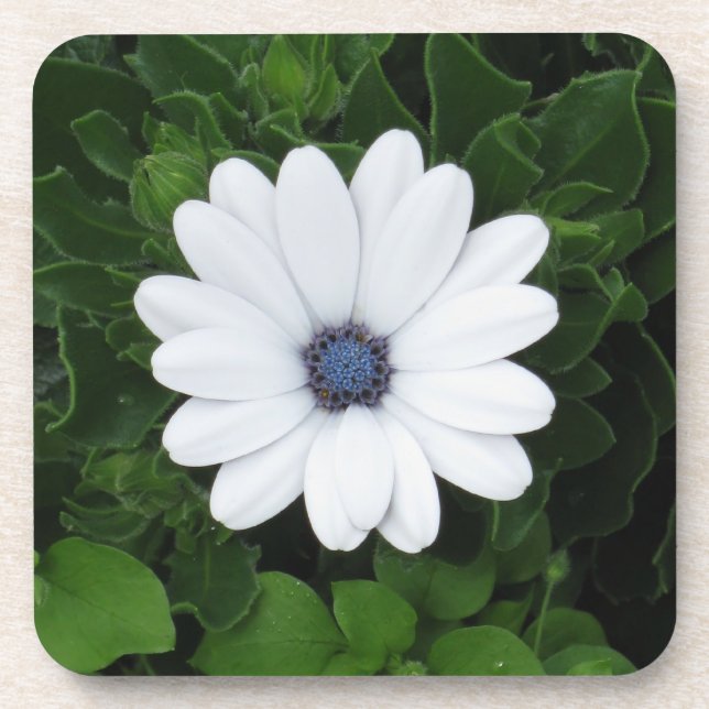 Untersetzer mit weißer Blume (Vorderseite)