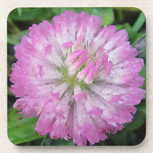 Untersetzer rosa Cloverblossom mit Wassertropfen (Vorderseite)