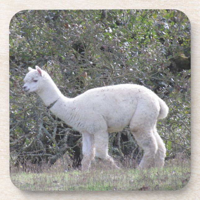 Untersetzer Set - Weißer Alpaca (Vorderseite)