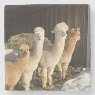 Untersetzer Stone - Alpacas im Winter