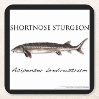 Untersetzer - STÖR FISCH KURZSCHNÄUZIG - acigifts@