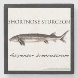 Untersetzer - Stör Kurzschnauze - acigifts@yahoo.c