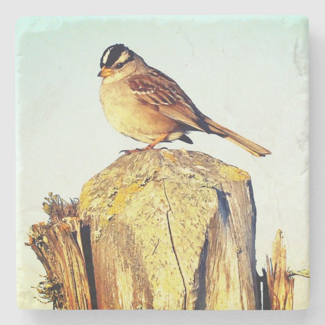 Untersetzer Weißkronenspanner auf Post Design (Vorderseite)