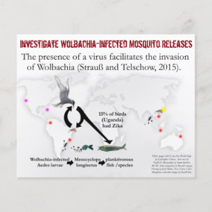 Untersuchung des zweiseitigen Wolbachia-Flyers von Flyer
