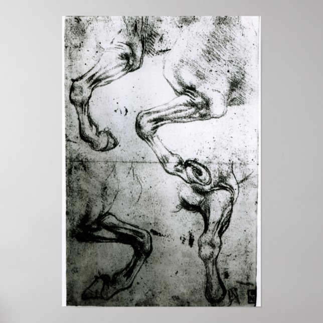 Untersuchungen an Pferden Poster (Vorne)