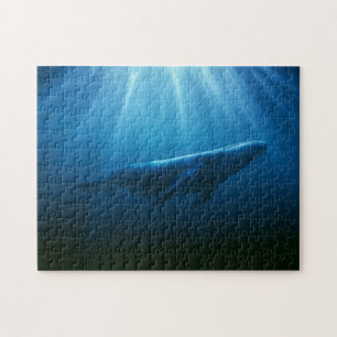 Unterwasser Buckelwal