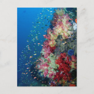 Unterwasser-Korallenriff, Indonesien Postkarte