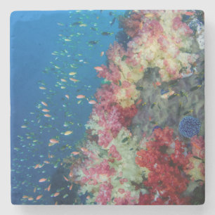 Unterwasser-Korallenriff, Indonesien Steinuntersetzer