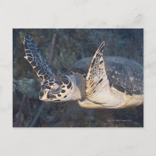 Unterwasser-Leben: Eine Hawksbill Sea Turtle 2 Postkarte