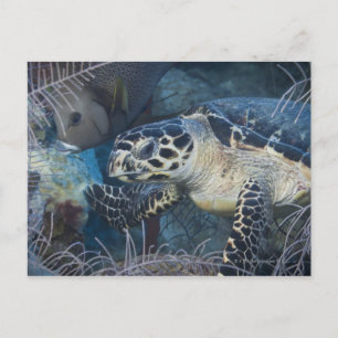 Unterwasser-Leben: Eine Hawksbill Sea Turtle Postkarte