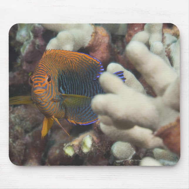Unterwasser-Leben; FISH: Ein Portrait eines Potter Mousepad (Vorne)