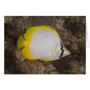 Unterwasser-Leben, FISH: farbenfrohe Spotfin