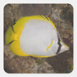 Unterwasser-Leben, FISH: farbenfrohe Spotfin Quadratischer Aufkleber
