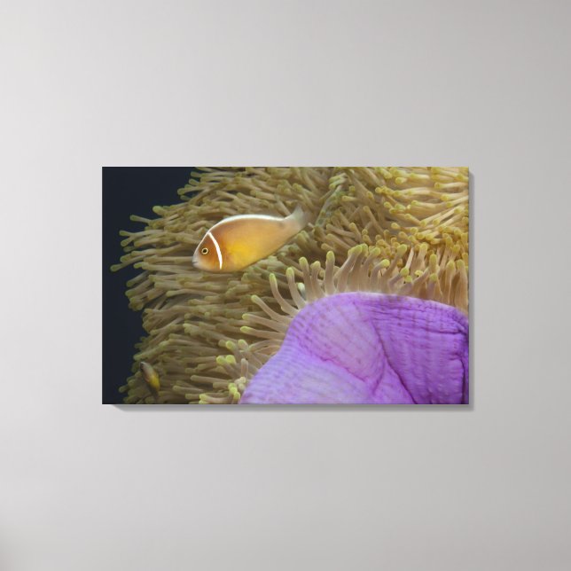 Unterwasser-LIfe; FISH: Clownfish (rosa) Leinwanddruck (Vorderseite)