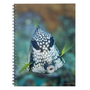 Unterwasseransicht des glatten Trunkfish Notizblock