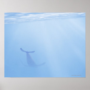 Unterwasseransicht des Wals Poster
