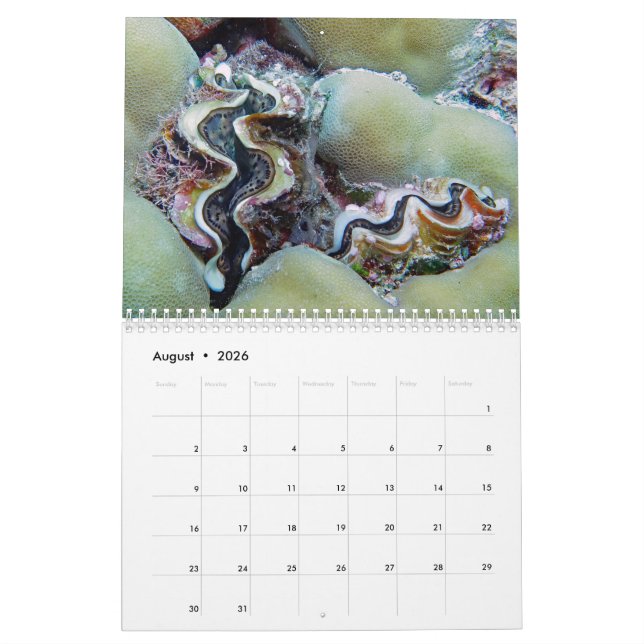 Unterwasserkalender — Palau Kalender (Aug 2026)