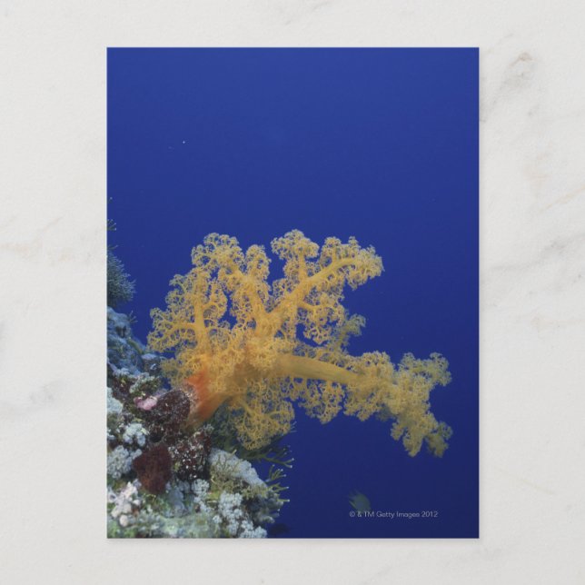 Unterwasserkoralle Postkarte (Vorderseite)