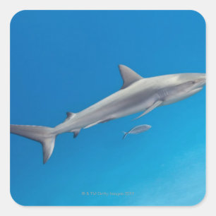 Unterwasserleben: Carcharhinus perezi schwimmen in Quadratischer Aufkleber