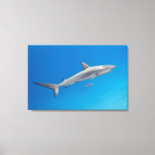 Unterwasserleben: Carcharhinus perezi Schwimmen Leinwanddruck
